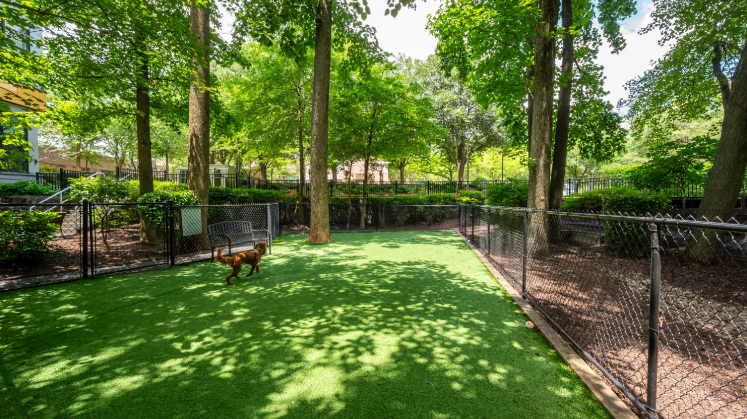 dog park